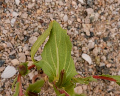 Oenothera coquimbensis, photographed by Nicolás Villaseca Merino
