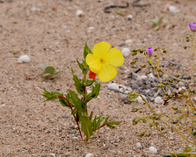 Oenothera coquimbensis, photographed by Nicolás Villaseca Merino
