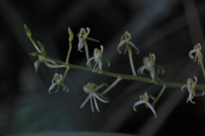 Liparis fleckeri, photographed by Hugo Innes