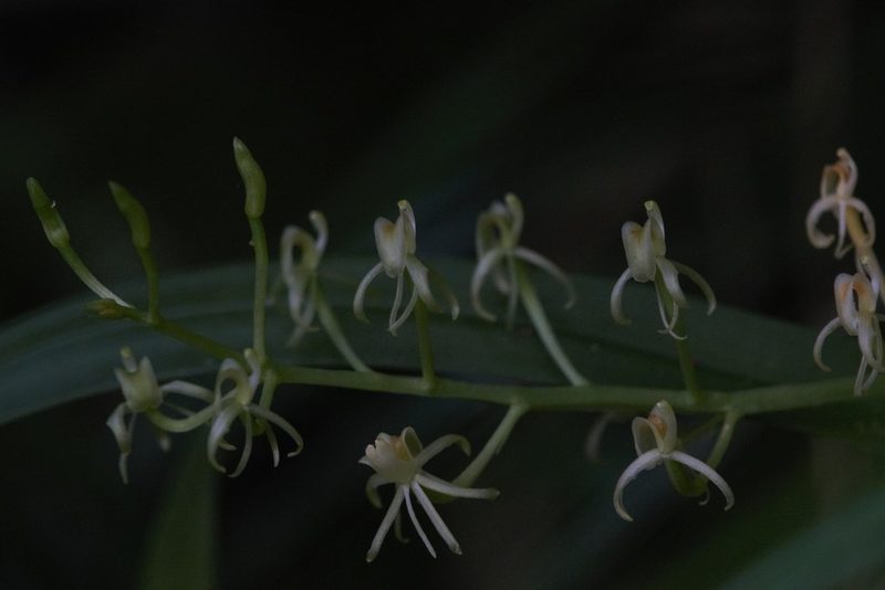 Liparis fleckeri, photographed by Hugo Innes