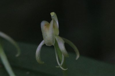 Liparis fleckeri, photographed by Hugo Innes