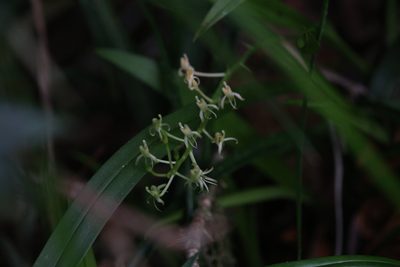 Liparis fleckeri, photographed by Hugo Innes