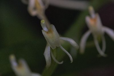 Liparis fleckeri, photographed by Hugo Innes
