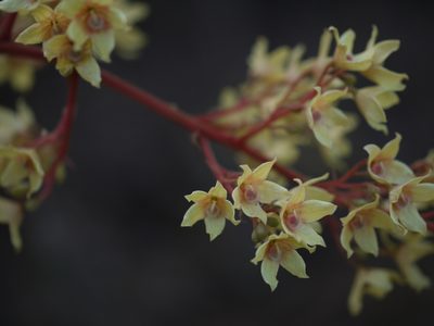 Sterculia villosa, photographed by Dinesh Valke