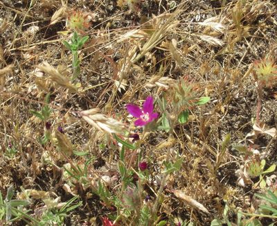 Clarkia purpurea, photographed by Dorothy Johnson
