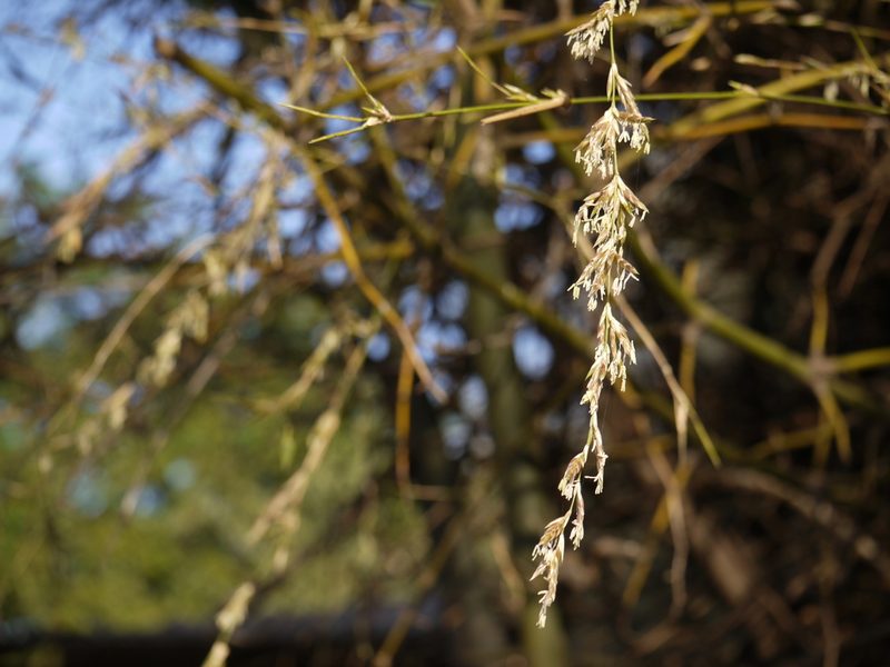 Bambusa bambos, photographed by Dinesh Valke