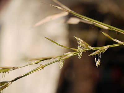 Bambusa bambos, photographed by Dinesh Valke