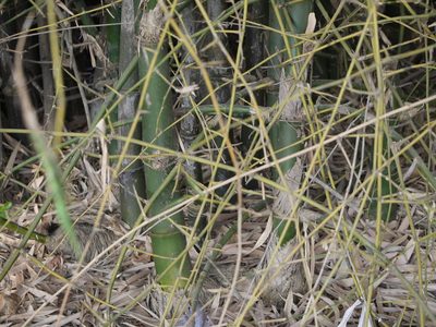 Bambusa bambos, photographed by Dinesh Valke