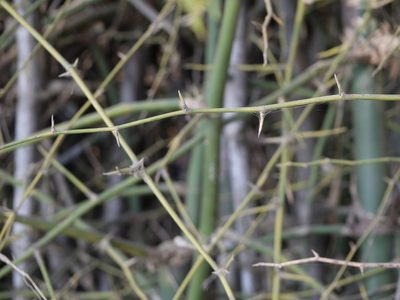 Bambusa bambos, photographed by Dinesh Valke
