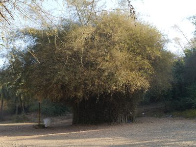 Bambusa bambos, photographed by Dinesh Valke