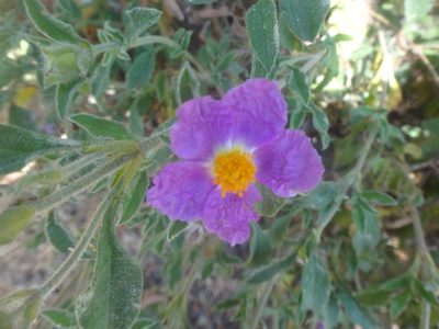 Cistus creticus, photographed by Ben Costamagna