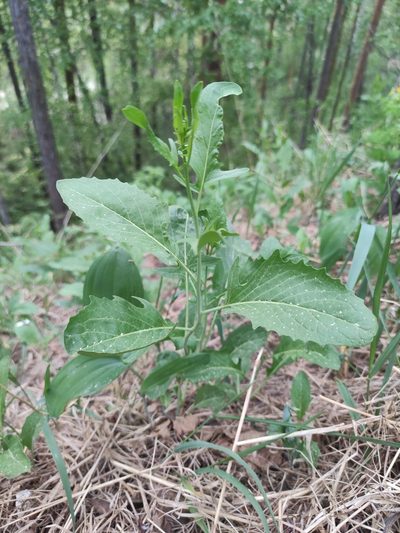 Sisymbrium volgense, photographed by Юлия