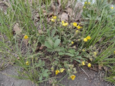 Potentilla humifusa, photographed by Valentin Kosterin