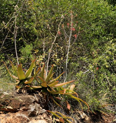 Aloe branddraaiensis, photographed by Wynand Uys