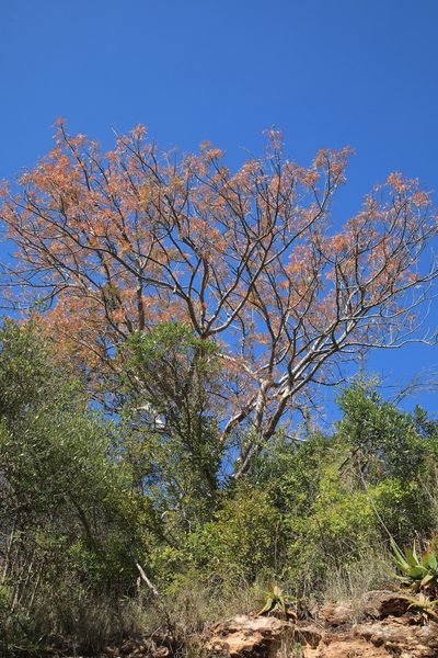 Kirkia wilmsii, photographed by Wynand Uys