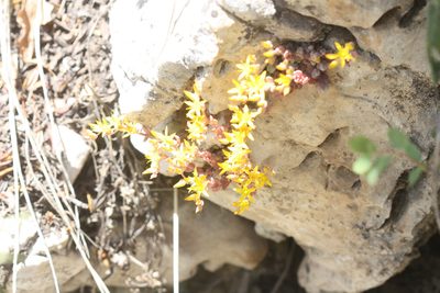 Sedum debile, photographed by Scott Loarie