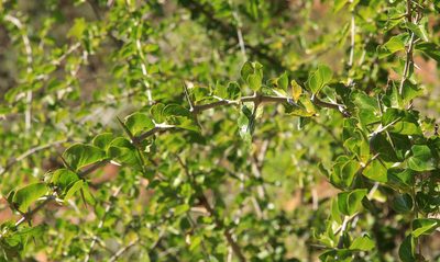 Canthium armatum, photographed by Wynand Uys