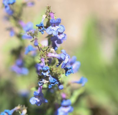 Penstemon humilis, photographed by Scott Loarie