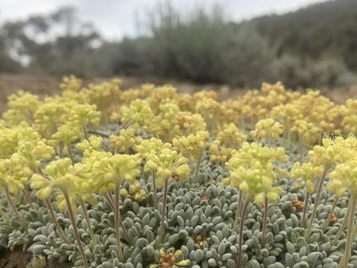 Eriogonum caespitosum, photographed by Ben Hayden