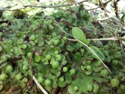 Marchantia polymorpha, photographed by Константин Селивёрстов