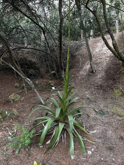 Tillandsia denudata, photographed by Nicolás Baresch Uribe