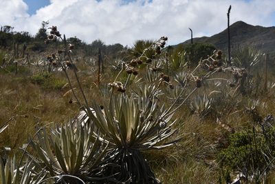 Espeletia grandiflora, photographed by Loren Cassin Sackett