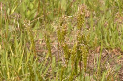 Anthoxanthum odoratum, photographed by Eugene Popov