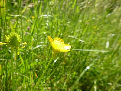Ranunculus bulbosus, photographed by Gabriel Mayrhofer