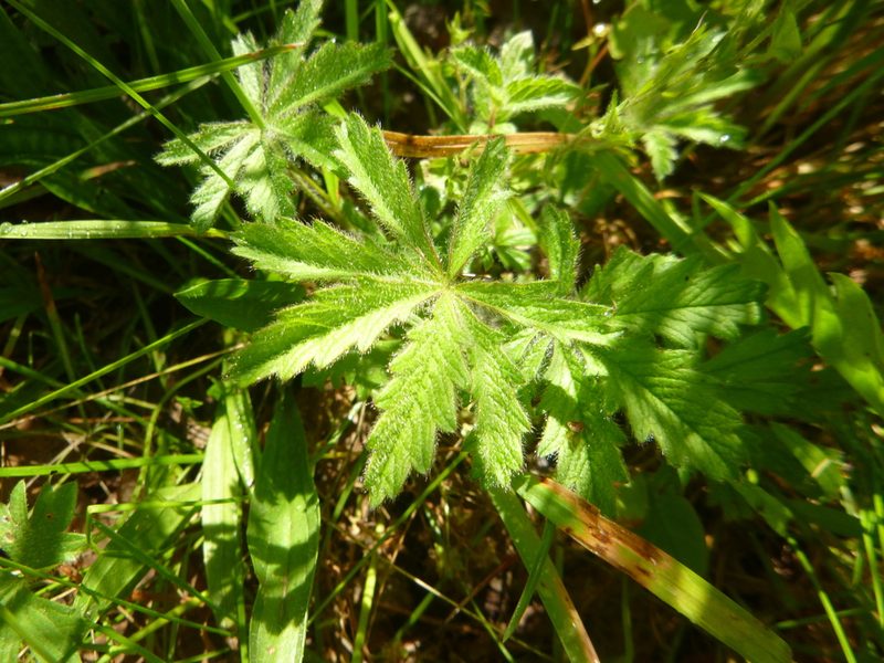 Potentilla heptaphylla, photographed by Gabriel Mayrhofer