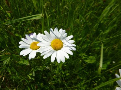 Leucanthemum ircutianum, photographed by Gabriel Mayrhofer