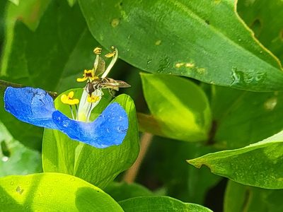Commelina communis, photographed by Rebecca Gimenez Husted