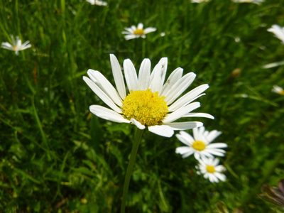 Leucanthemum ircutianum, photographed by Gabriel Mayrhofer