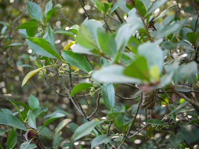 Bruguiera cylindrica, photographed by Dinesh Valke