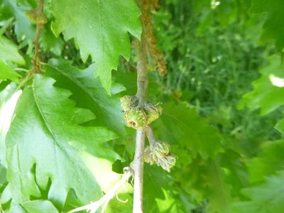 Quercus cerris, photographed by Gabriel Mayrhofer