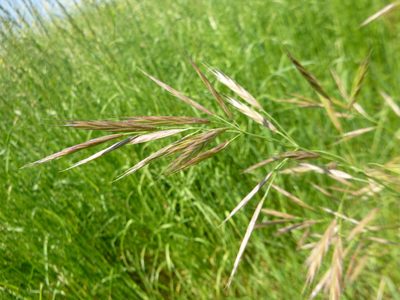 Bromus erectus, photographed by Gabriel Mayrhofer