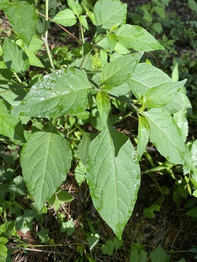 Solanum pseudogracile, photographed by Daniel Patterson