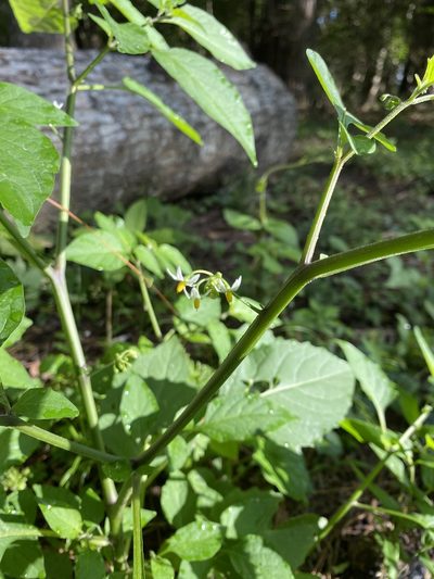 Solanum pseudogracile, photographed by Daniel Patterson