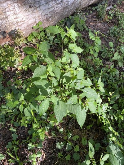 Solanum pseudogracile, photographed by Daniel Patterson