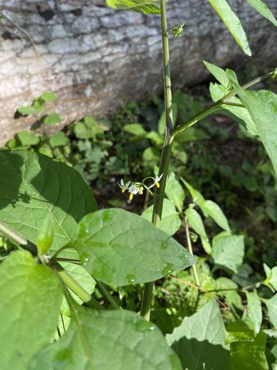 Solanum pseudogracile, photographed by Daniel Patterson