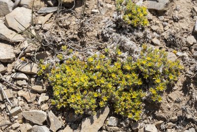 Paronychia sessiliflora, photographed by Cecelia Alexander