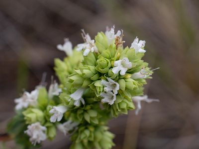 Origanum vulgare, photographed by Daniela Costa