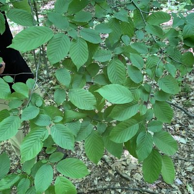Carpinus caroliniana, photographed by Neal Kelso
