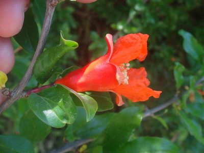 Punica granatum, photographed by Ben Costamagna