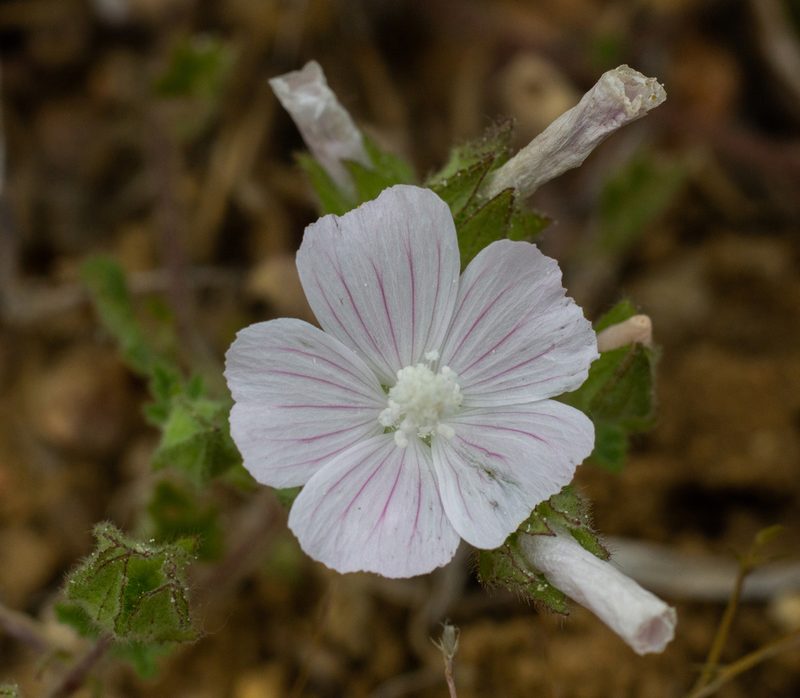 Malva hispanica, photographed by Daniela Costa