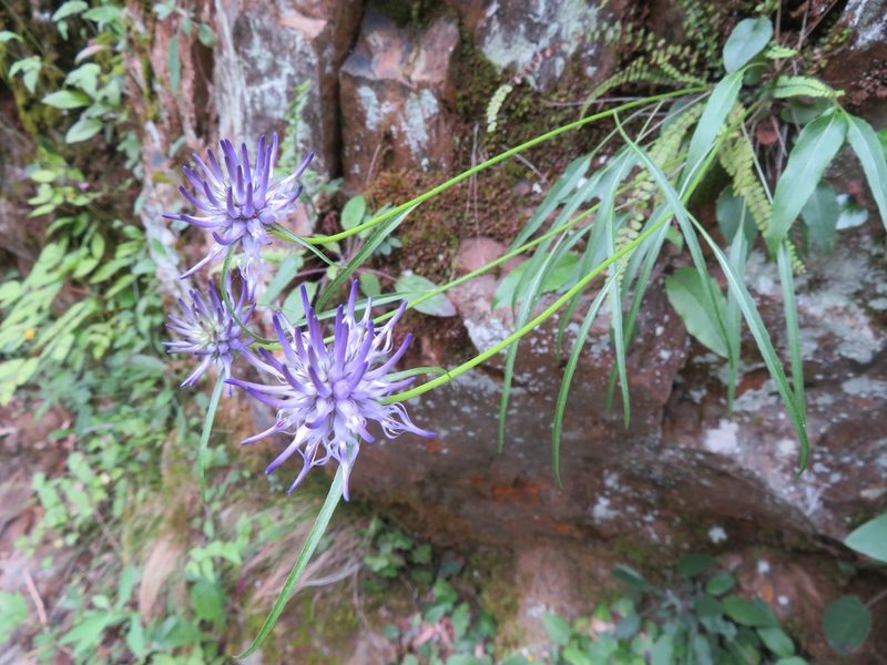 Phyteuma scheuchzeri, photographed by Marco Mussita