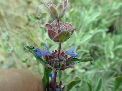 Salvia dorrii, photographed by James H. Thomas