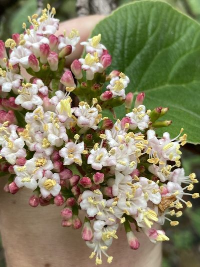 Viburnum cotinifolium, photographed by John Kenrick Gibson