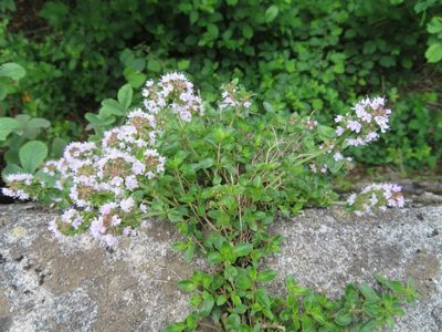 Thymus pulegioides, photographed by Marco Mussita