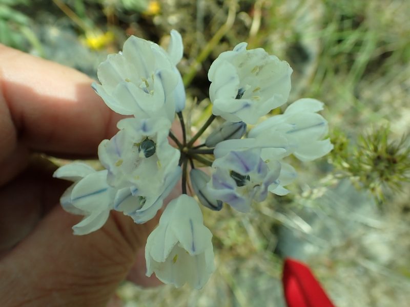 Triteleia grandiflora, photographed by James H. Thomas