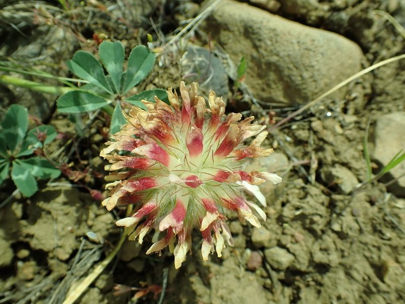 Trifolium macrocephalum, photographed by James H. Thomas